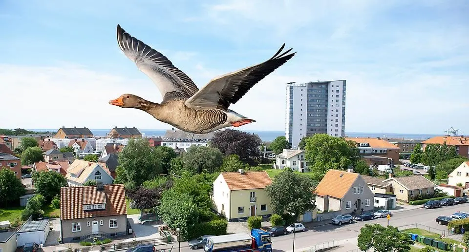 En gås som flyger över Höganäs centrum. Gator och ett högt hus syns i bakgrunden.  