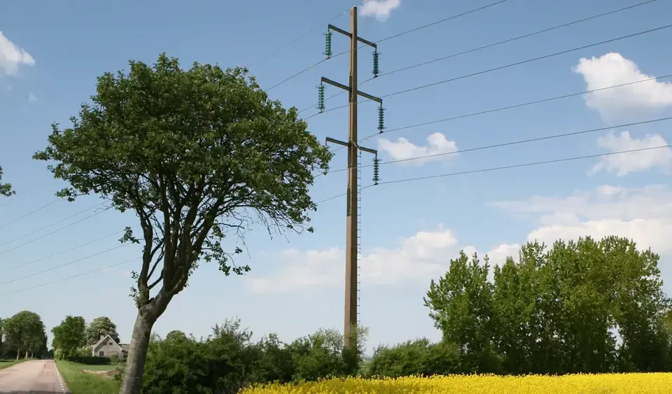 Rapsfält och träd mot blå himmel. En elstolpe med luftlinjer syns på bilden. 